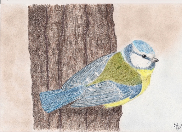 Matite colorate - Cinciarella